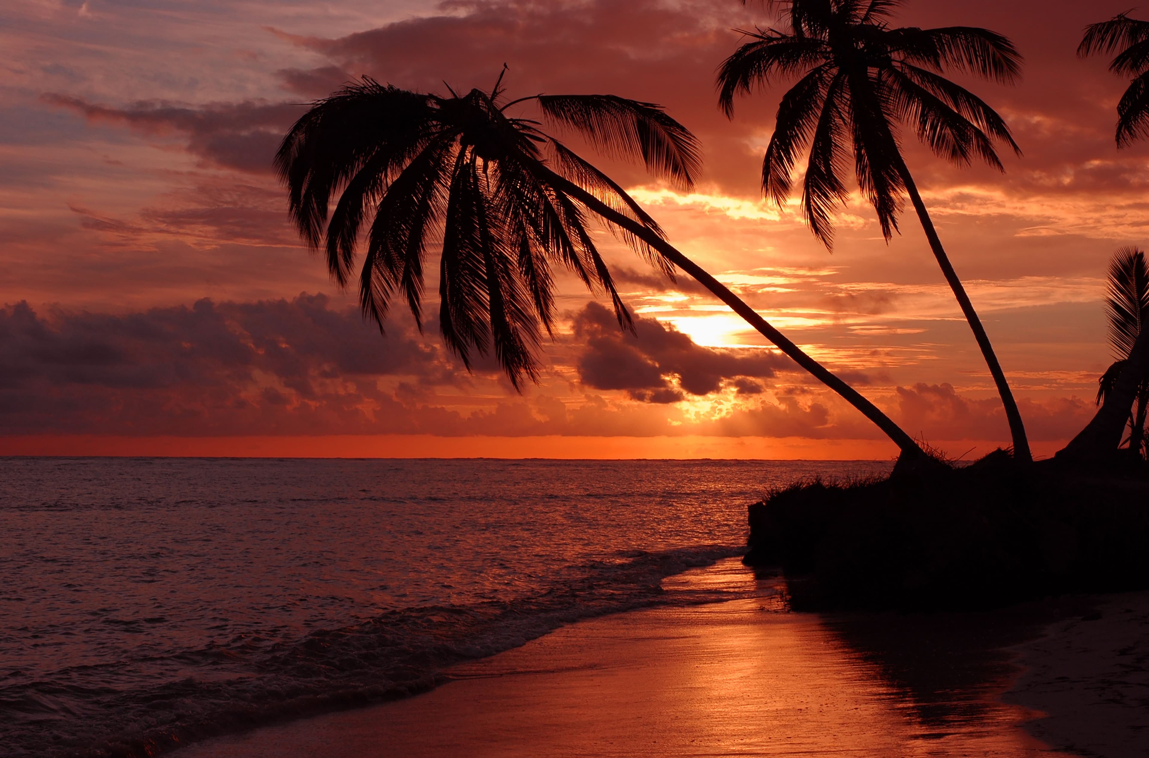 Caribbean beach at sunset, leaning palm silhouettes over the shoreline with the sun low on the horizon